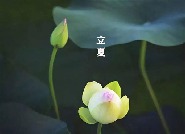 立夏已至，萬(wàn)物向陽(yáng)；